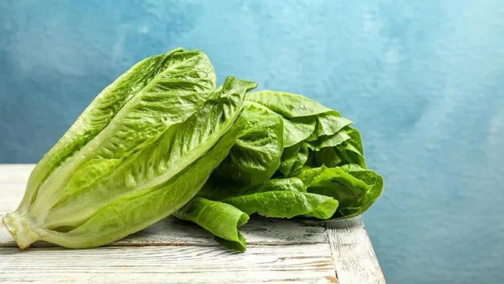 Lechuga