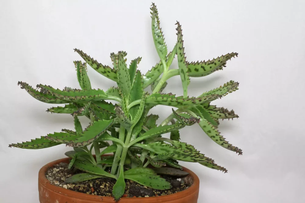 Kalanchoe daigremontiana