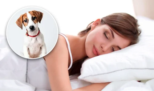 Soñar con Perros
