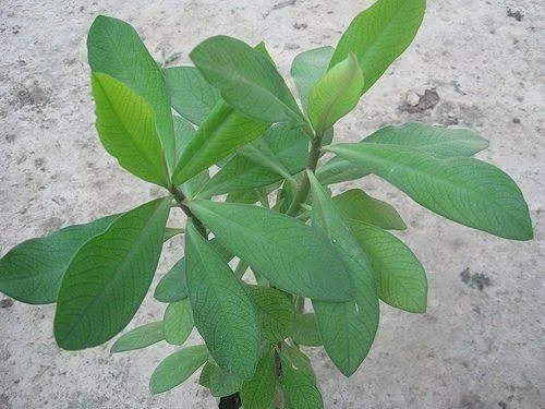 Planta de la Vida