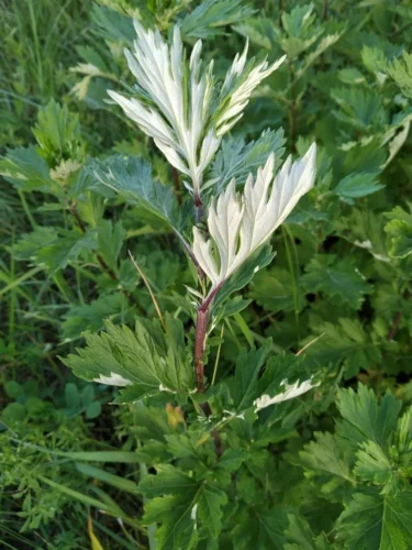Artemisia