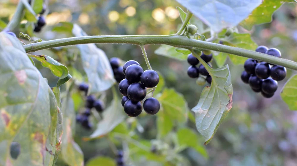 Solanum nigrum