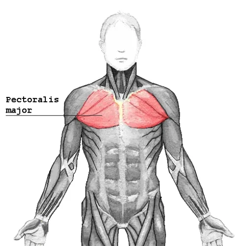 Pectoral Mayor